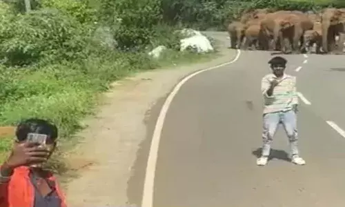 ఏనుగుల గుంపుతో ముప్పు పొంచి ఉన్నా కూడా..!