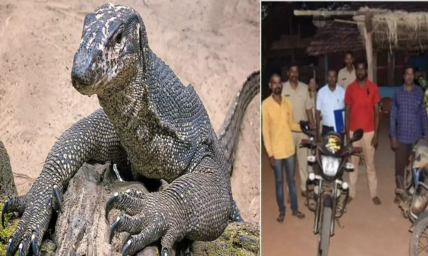 దారుణం.. ఉడుముపై సామూహిక అత్యాచారం..!