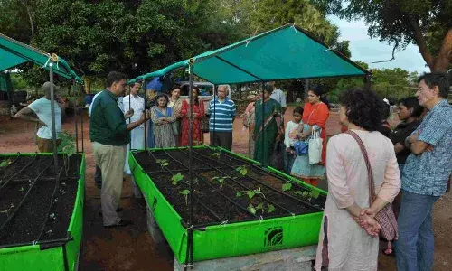 లివింగ్ గ్రీన్స్.. ఇంటిపై వ్యవసాయం