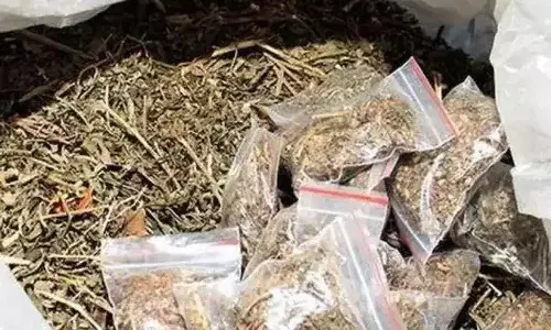 పత్తి విత్తనాల మాటున గంజాయి రవాణా.. పట్టివేత