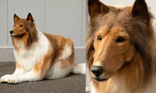 రూ.12లక్షలు ఖర్చు చేసి కుక్కలా మారిన జపాన్ వాసి.. వీడియో వైరల్