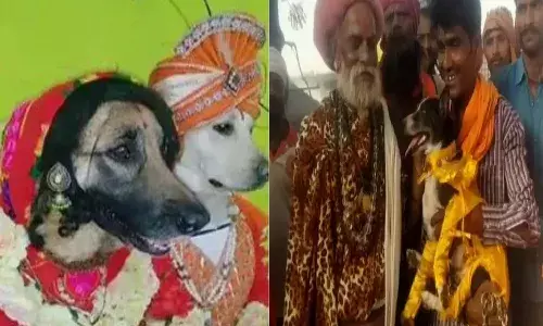 అదృష్టం అంటే ఈ కుక్క‌ల‌దే.. ఘ‌నంగా వివాహాం.. మ‌నుషుల‌కు కూడా ఇలా పెళ్లి జ‌ర‌గ‌దేమో