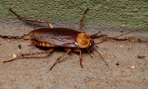 ఇంట్లో బొద్దింకలను పెంచితే లక్షల్లో డబ్బు