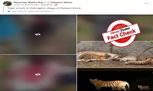 FactCheck : పులి దాడి చేస్తున్న చిత్రాలు జార్ఖండ్ లో చోటు చేసుకున్నవా..?