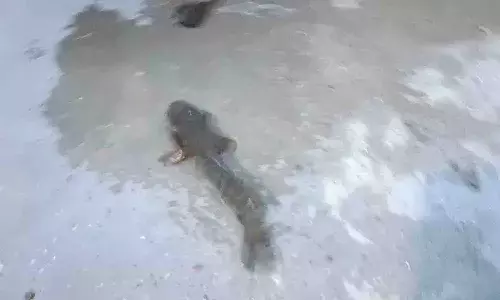 జగిత్యాలలో వింత‌.. ఆకాశం నుండి కురుస్తున్న చేపలు..!