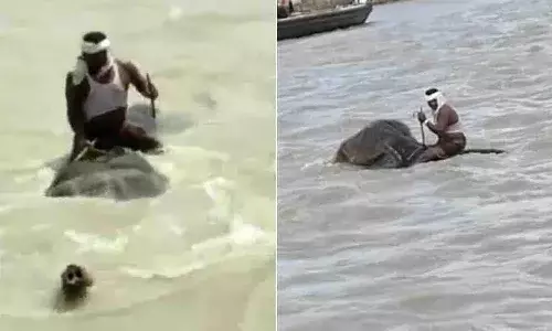 మూడు కిలోమీటర్లు ఈదిన ఏనుగు