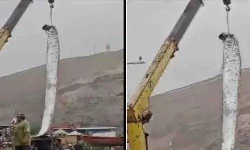 16 అడుగుల చేప.. వామ్మో..!