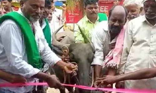 బస్ షెల్టర్‌ను ప్రారంభించిన గేదె.. ఎక్కడో తెలుసా?
