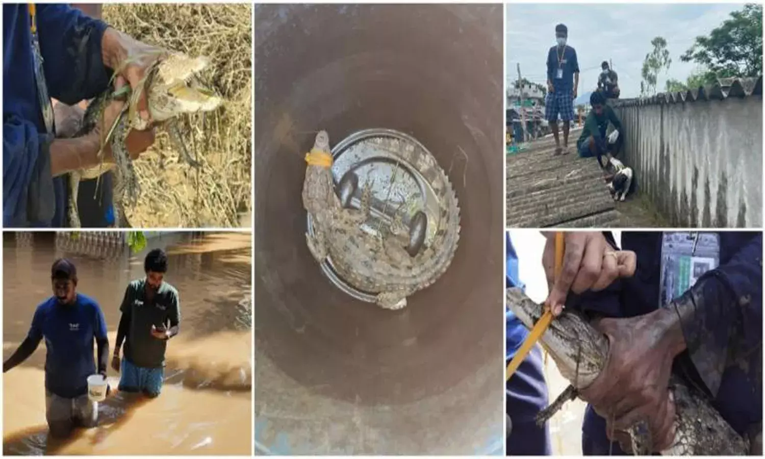 వ‌ర‌ద‌ల్లో చిక్కుకున్న జంతువుల‌ను ర‌క్షిస్తున్న హైద‌రాబాదీ బృందం