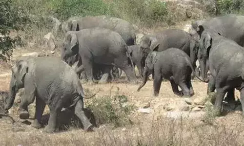 చిత్తూరు జిల్లాలో ఏనుగుల బీభత్సం.. ఒకరు మృతి