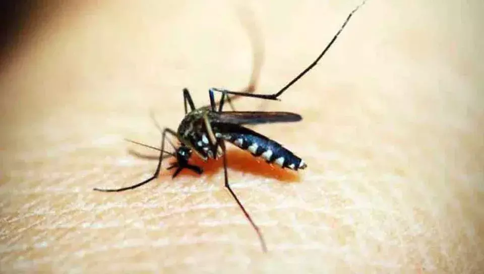 ఖమ్మంలో 66 డెంగ్యూ కేసులు నమోదు