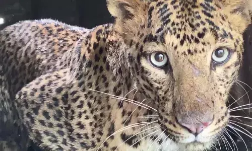 చిరుత కనిపించింది.. స్కూల్స్కు హాలిడే ప్రకటన