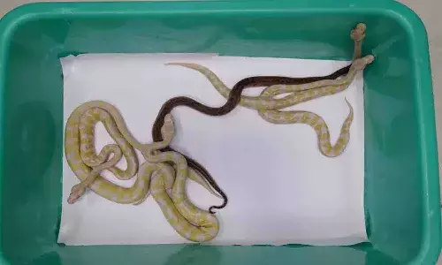 బతికి ఉన్న జంతువులను తరలిస్తున్నాడు.. చివరికి ఏమయ్యిందంటే..