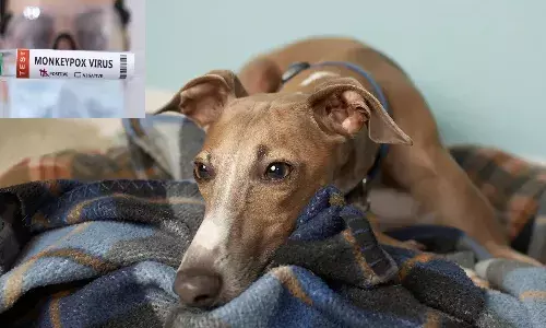 కుక్క కు మంకీపాక్స్.. యజమానుల వల్లే