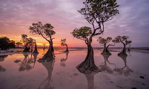 ఈ చెట్లు సాల్సా డ్యాన్స్ చేస్తాయి