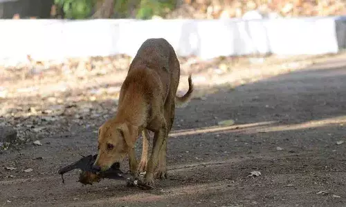 కరీంనగర్లో వీధికుక్కను చంపిన ముగ్గురిపై కేసు