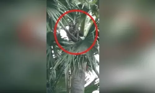 భార్య కొడుతోందని.. 80 అడుగుల చెట్టు ఎక్కిన భర్త.. నెలరోజులుగా అక్కడే