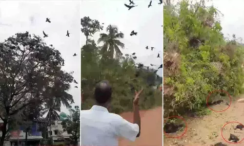 చెట్టును కొట్టివేశారు.. ఎంత విషాదమంటే..!