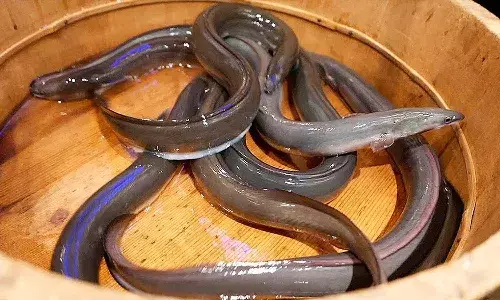 ఈ చేప ధర లక్షల్లో ఉంటుంది.!