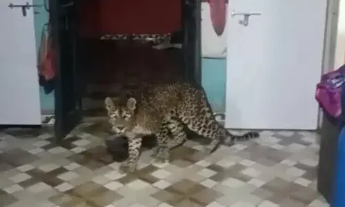 నిమజ్జనోత్సవంలో పాల్గొనేందుకు వెళ్లిన కుటుంబం.. అనుకోని అతిథి