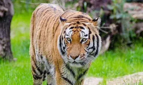 మృగరాజు సినిమానే.. అక్కడ సింహం.. ఇక్కడ పులి