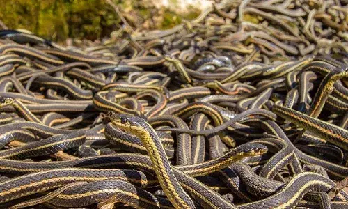 విచిత్రమైన ఆచారం: ఇక్కడ పాములను కట్నంగా ఇస్తారు