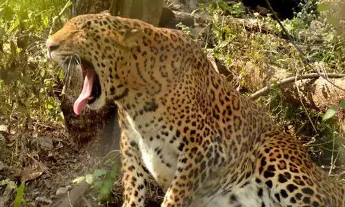 ఒకటిన్నర సంవత్సరం బాలికను చంపేసిన చిరుతపులి