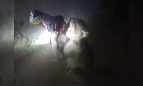 మద్యానికి బానిసైన కోతి.. వైన్షాపులోకి దూరి మరీ.. వీడియో వైరల్