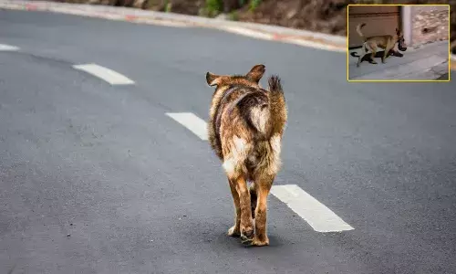 ఆ కుక్క నోట్లో ఉన్నది చూసి.. వణికిపోయారు