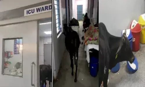 ఐసీయూలో చక్కర్లు కొట్టిన ఆవు.. వీడియో వైరల్