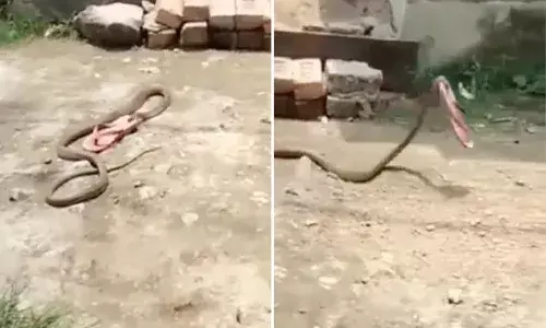 చెప్పును దొంగిలించిన పాము..!