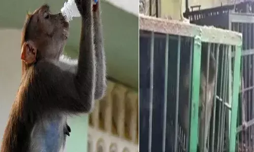 ఐదేళ్లుగా శిక్ష అనుభ‌విస్తున్నా.. ఆ కోతిలో మార్పు రాలేదు..!