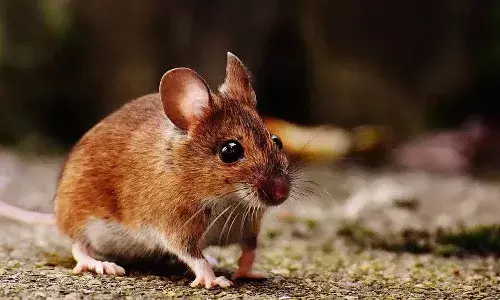 ఎలుకను చిత్రహింసలకు గురిచేసి చంపిన వ్యక్తికి జైలు శిక్ష