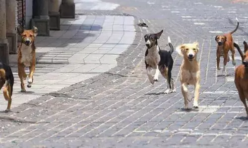 జూలోకి చొరబడ్డ వీధికుక్కలు.. అరుదైన జాతికి చెందిన జింకలను..