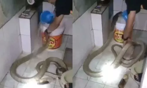 బాత్‌రూమ్‌లో పాముకు స్నానం చేయించిన వ్యక్తి.. వీడియో వైరల్‌