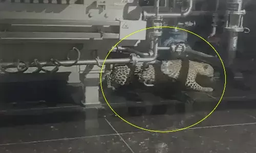 హెటిరో ల్యాబ్లో చిరుత.. బిక్కుబిక్కుమంటున్న ఉద్యోగులు..!