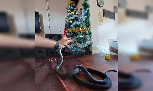 క్రిస్మస్ ట్రీ వెనుక.. ప్రాణాలను తీసేసే అతి ప్రమాదకరమైన జీవి