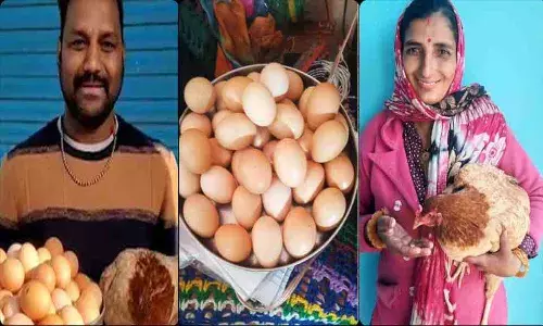 ఇదేం వింత.. 12 గంటల్లో 31 గుడ్లు పెట్టిన కోడి..!