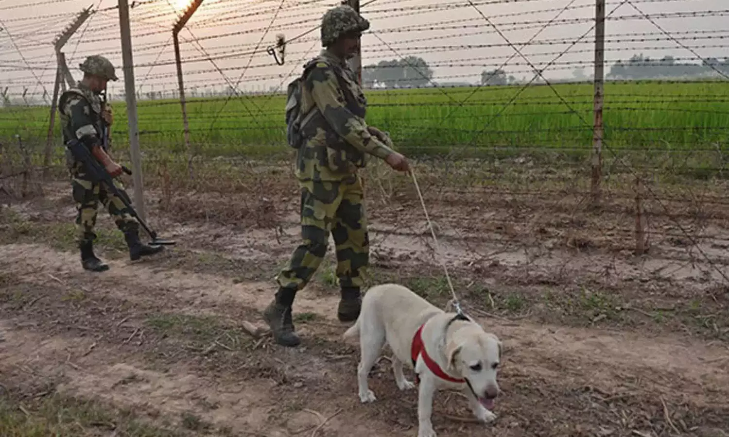 గర్భం దాల్చిన బీఎస్‌ఎఫ్‌ ఆడ కుక్క.. విచారణకు ఆదేశించిన కోర్టు