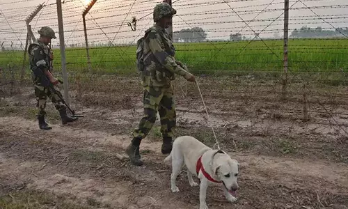 గర్భం దాల్చిన బీఎస్‌ఎఫ్‌ ఆడ కుక్క.. విచారణకు ఆదేశించిన కోర్టు