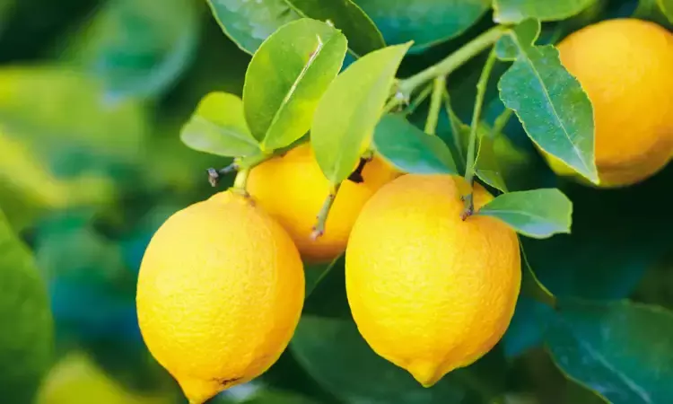 నిమ్మకాయ ఎక్కడ పుట్టిందో తెలుసా?