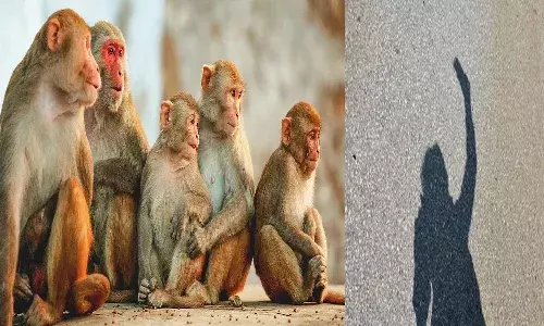 కోతులతో సెల్ఫీ.. లోయలో పడి వ్యక్తి మృతి