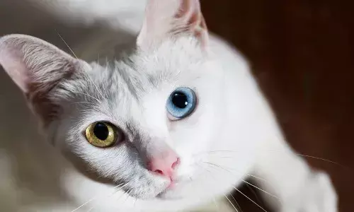 అయ్యా.. నా పిల్లిని ఎవరో ఎత్తుకెళ్లారు.. కనిపెట్టండి. రంగంలోకి దిగిన పోలీసులు