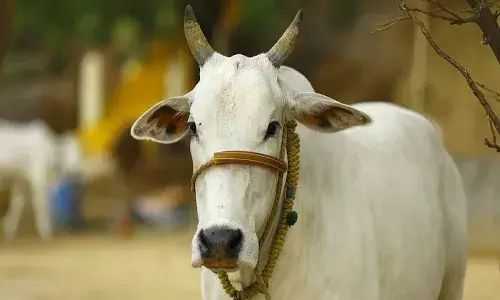 దారుణం.. ఆవుపై అత్యాచారం.. మృతి చెందిన మూగ జీవి