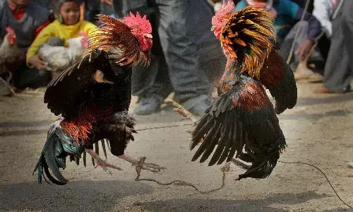 కోడికత్తి గుచ్చుకొని వ్యక్తి మృతి