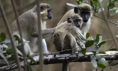 ఆ కోతులన్నిటినీ చంపేయాలని నిర్ణయం