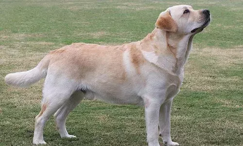 అయ్యో ఎంత పని జరిగింది.. వ్యక్తిని తుపాకీతో కాల్చి చంపిన కుక్క..!