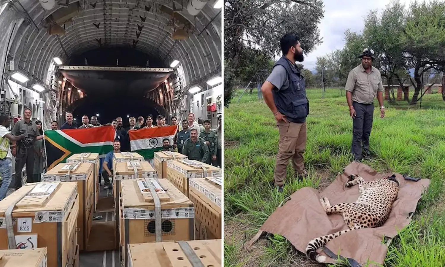 గ్వాలియర్‌లో దిగిన 12 దక్షిణాఫ్రికా చీతాలు