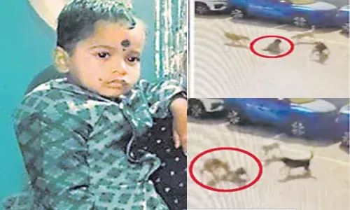 హృదయవిదారకం.. నాలుగేళ్ల బాలుడిని చంపేసిన వీధికుక్కలు