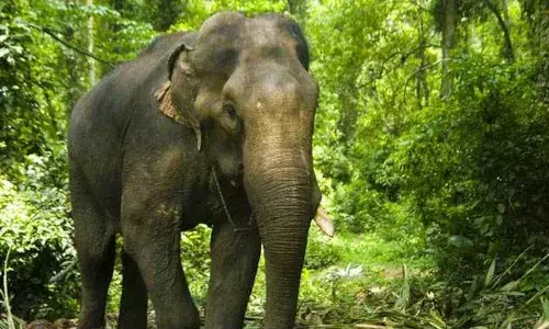 భయంతో వణికిపోతున్న ప్రజలు.. 12 రోజుల్లో 16 మందిని చంపిన ఏనుగు